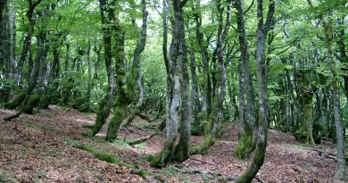 Les arbres et la forêt au Parc naturel et régional  des Ballons des Vosges